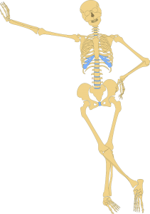 esqueleto-atrosis